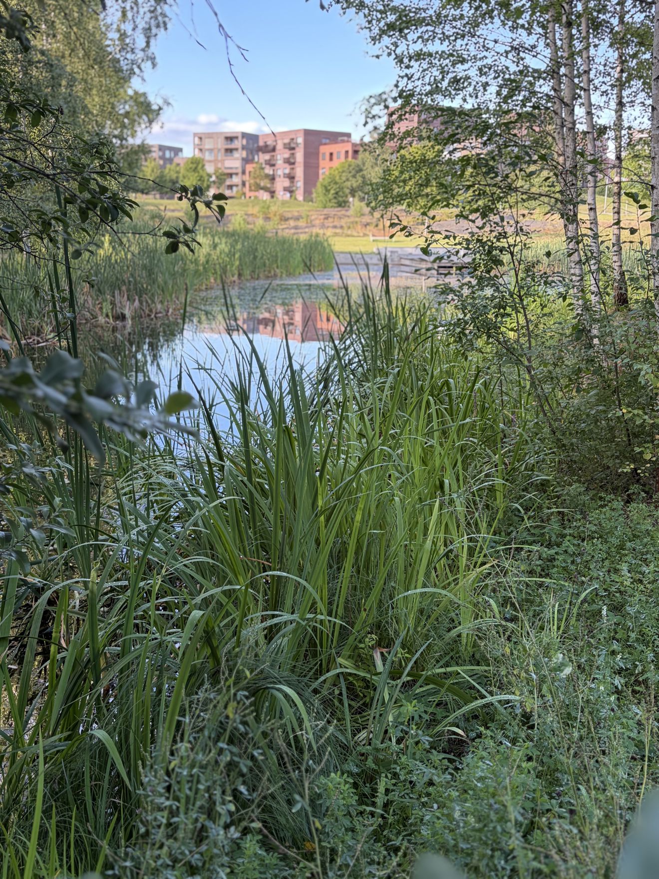 en dam med planter og trær rundt. en dam med planter og trær rundt.