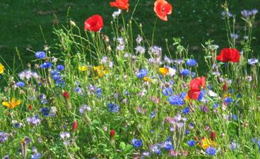 Sommerblomster
