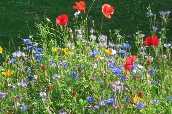 Sommerblomster