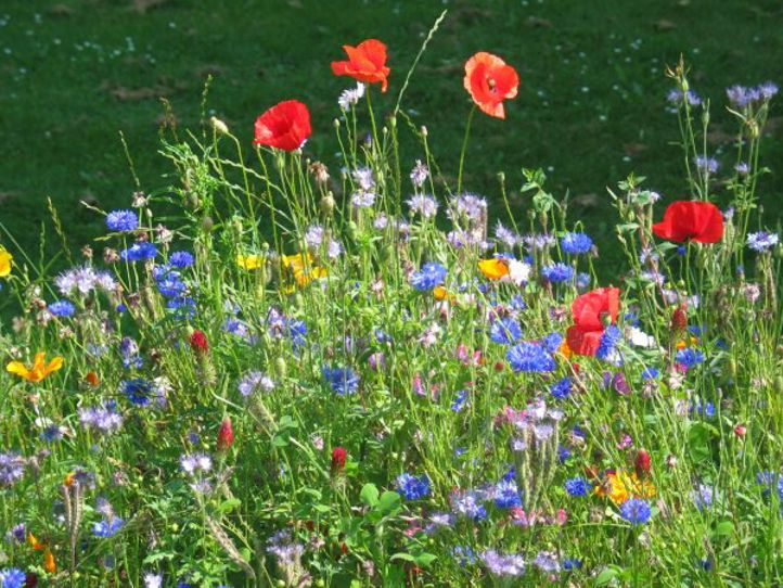 Sommerblomster